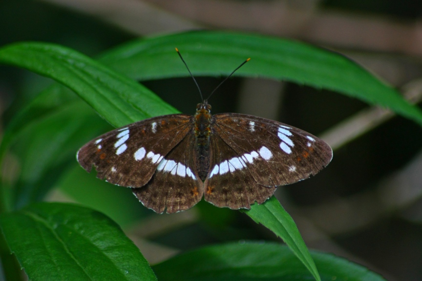 limenitis reducta?